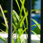 Czy sadzenie trawy na balkonie jest opłacalne i jak to zrobić?